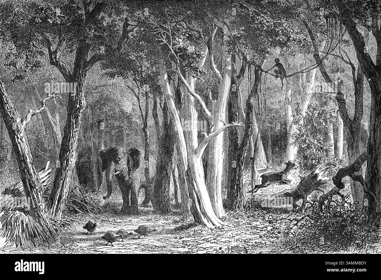 African Bush Elepant, Loxodonta africana und Forest entlang des Blauen Nil im Sudan. Vintage oder historische Gravur oder Illustration 1866 Stockfoto