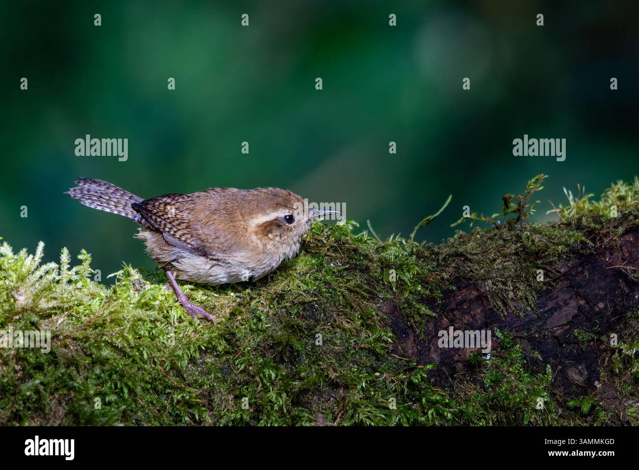 Ein Bergzorn, Troglodytes solstitialis, auf einem Zweig im Hochland des westlichen Kolumbiens. Stockfoto