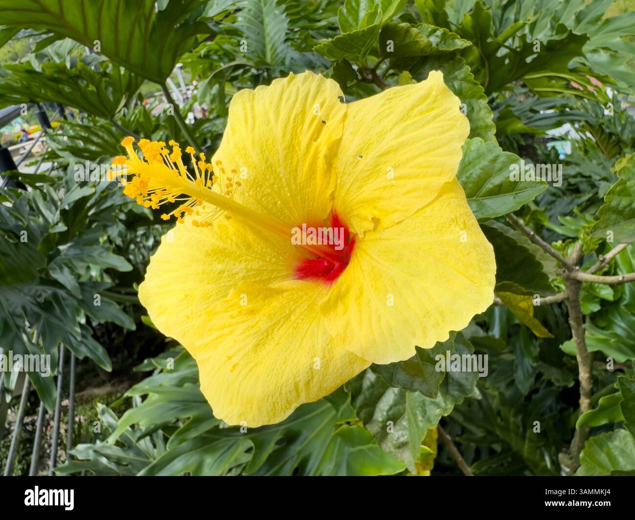 Detail des Stamms und des Pistils einer gelben Hibiskusblüte in Kolumbien. Stockfoto