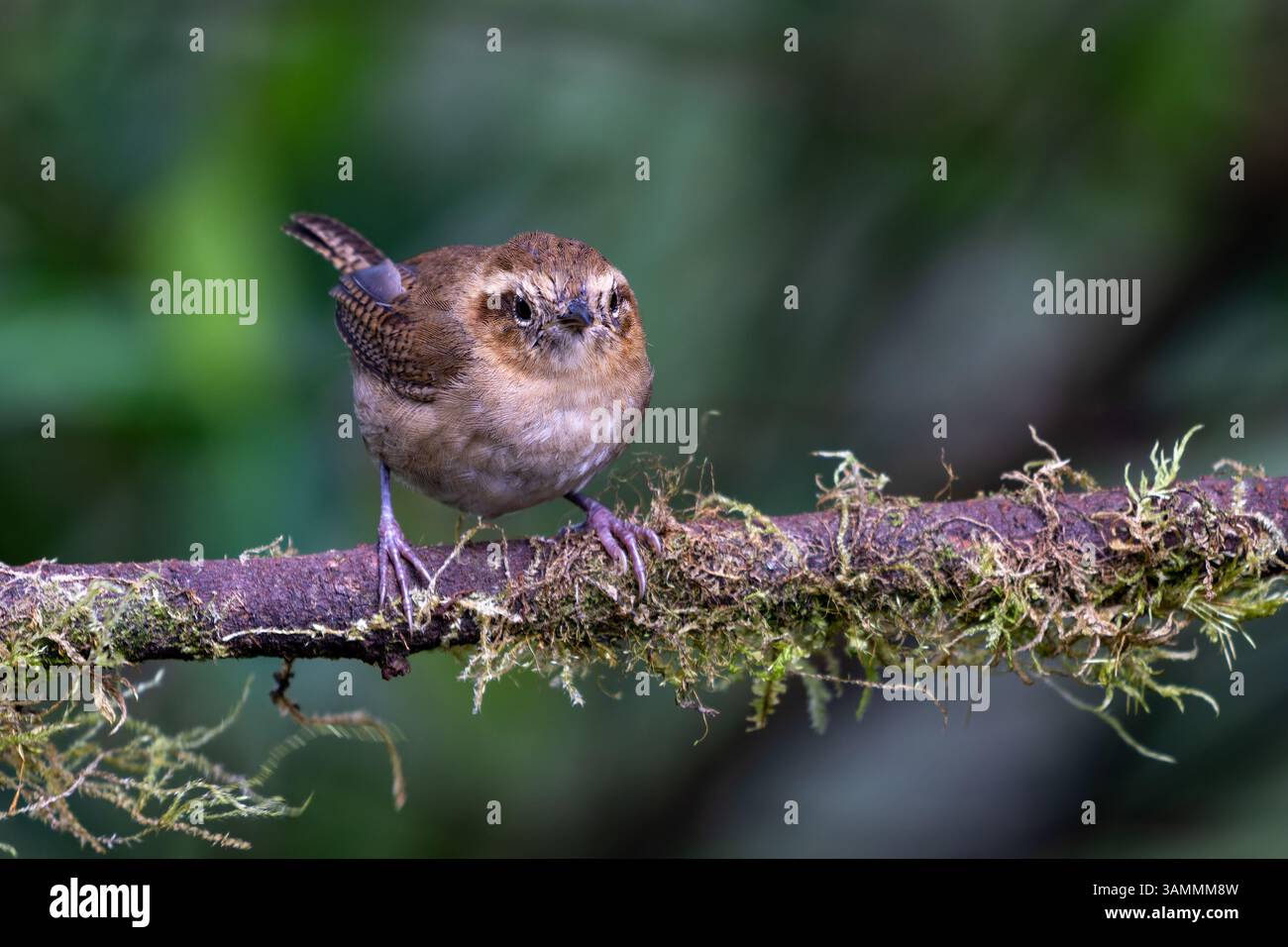 Ein Bergzorn, Troglodytes solstitialis, auf einem Zweig im Hochland des westlichen Kolumbiens. Stockfoto