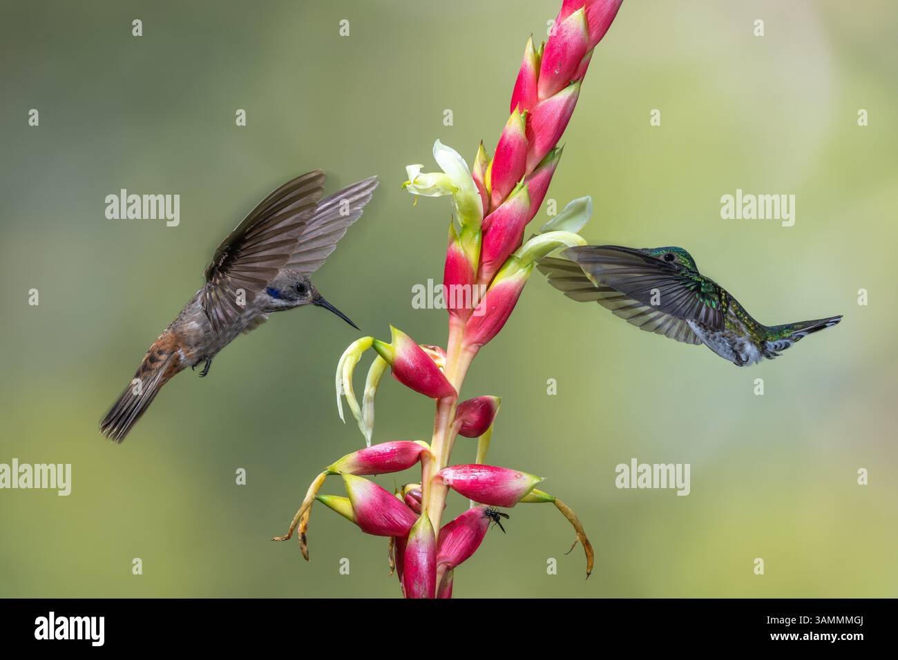 Ein braunes Violetear und ein Weisshalsiger Jakobiner Kolibri, der in Kolumbien Nektar fresst. Stockfoto