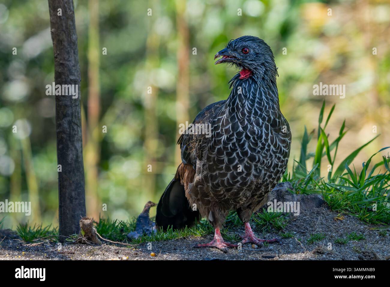 Ein Andenguan, Penelope montagnii, der sich auf der Suche nach dem Boden im Westen Kolumbiens befindet. Stockfoto
