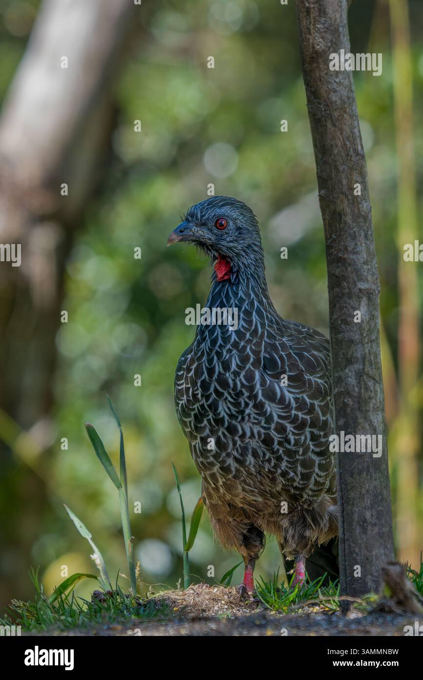 Ein Andenguan, Penelope montagnii, der sich auf der Suche nach dem Boden im Westen Kolumbiens befindet. Stockfoto