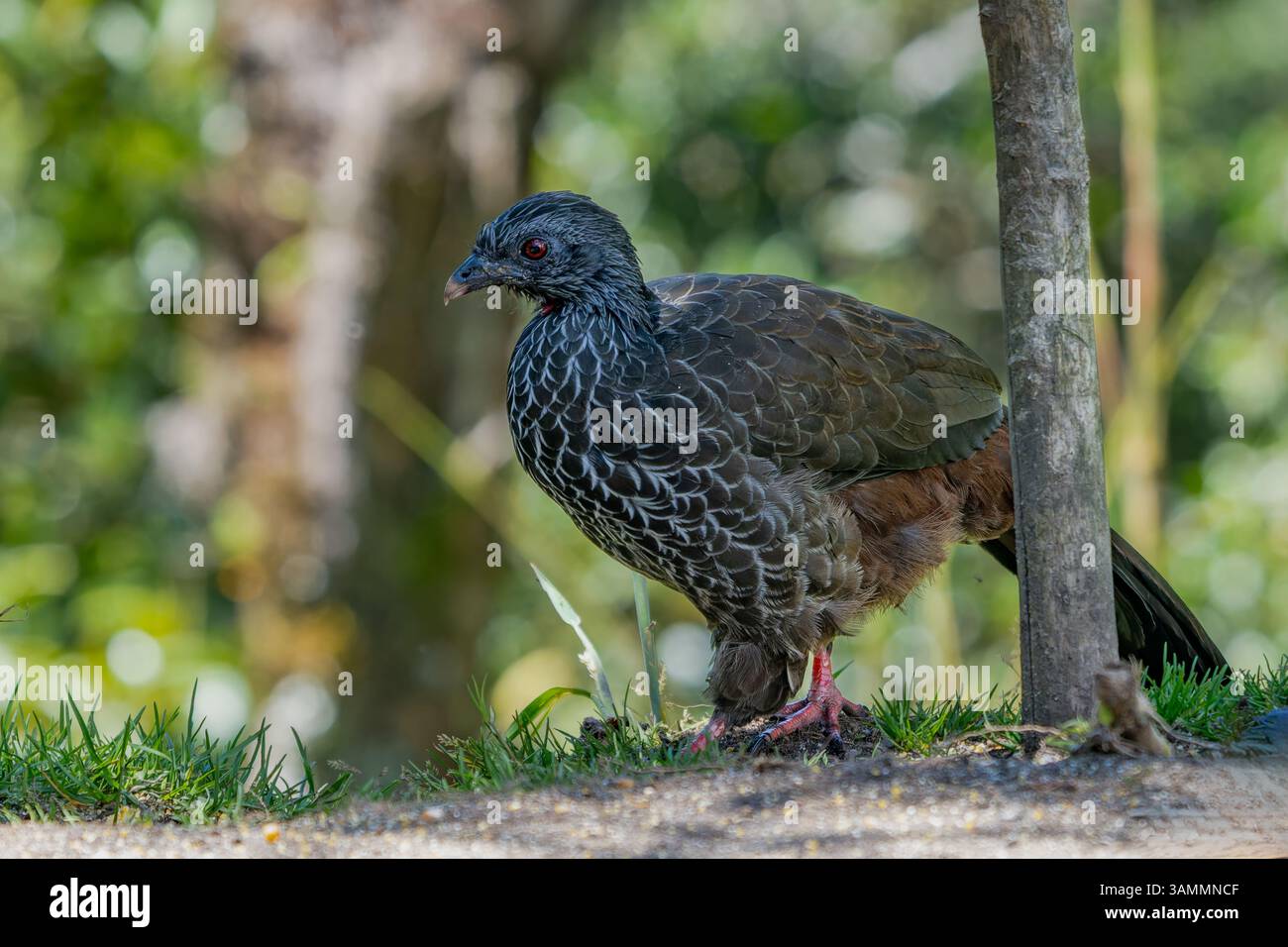 Ein Andenguan, Penelope montagnii, der sich auf der Suche nach dem Boden im Westen Kolumbiens befindet. Stockfoto