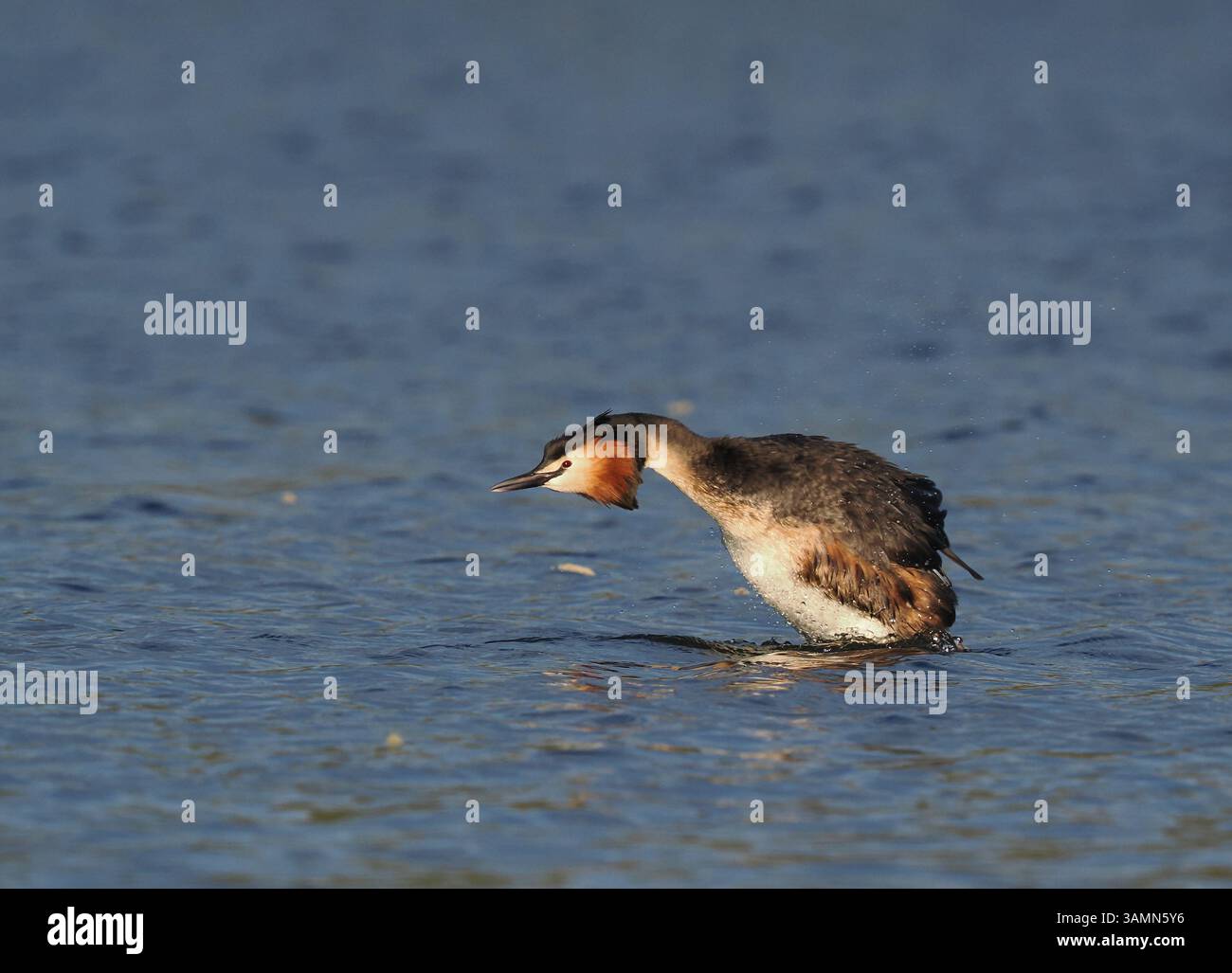 Greben ernähren sich von Fischen, aber gelegentlich ist ihr Fang zu groß, um ihn trotz großer Anstrengung zu schlucken! Stockfoto