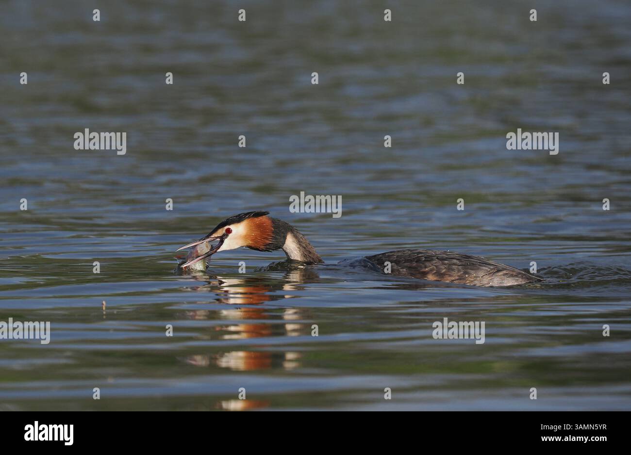 Greben ernähren sich von Fischen, aber gelegentlich ist ihr Fang zu groß, um ihn trotz großer Anstrengung zu schlucken! Stockfoto