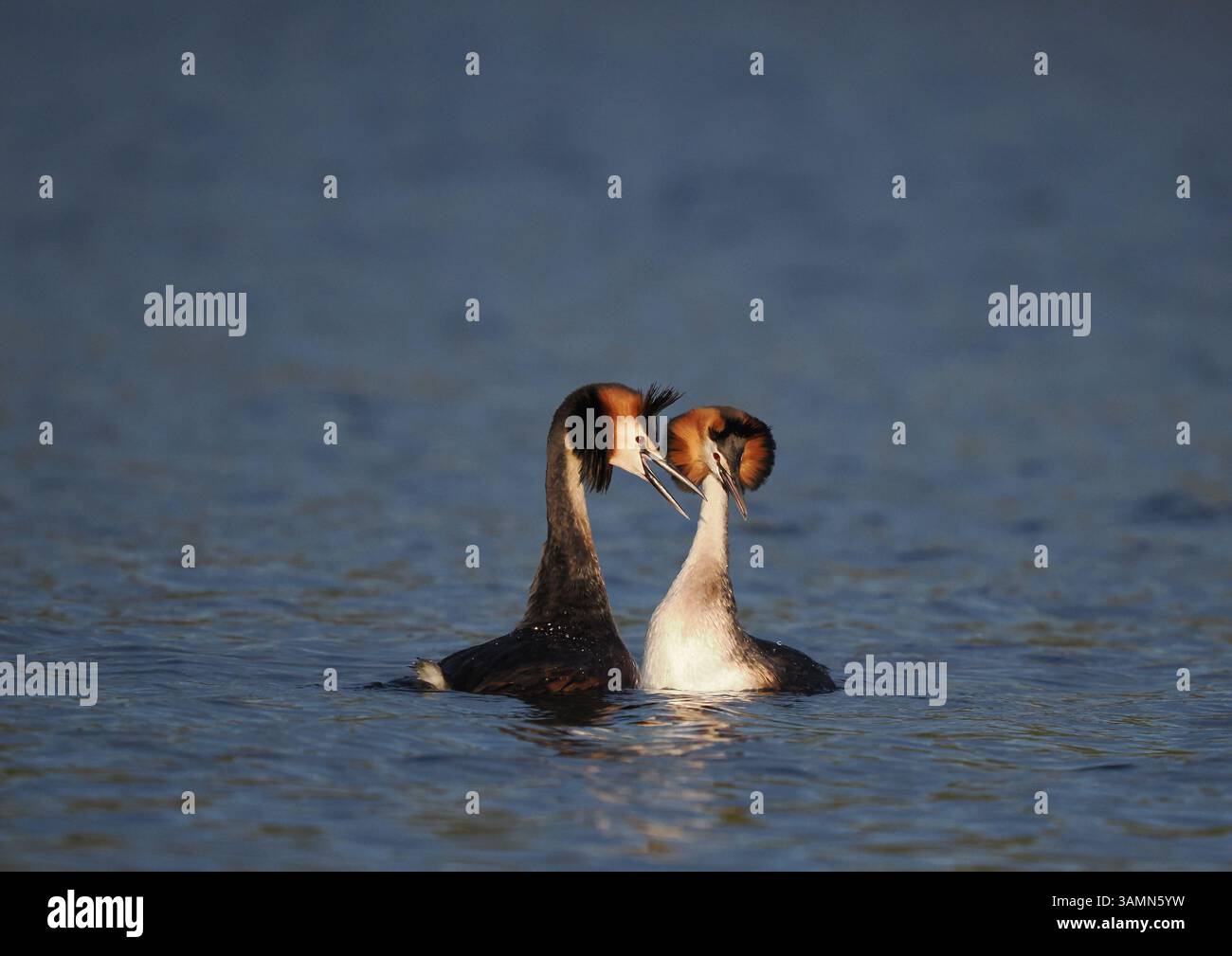 Greben ernähren sich von Fischen, aber gelegentlich ist ihr Fang zu groß, um ihn trotz großer Anstrengung zu schlucken! Stockfoto