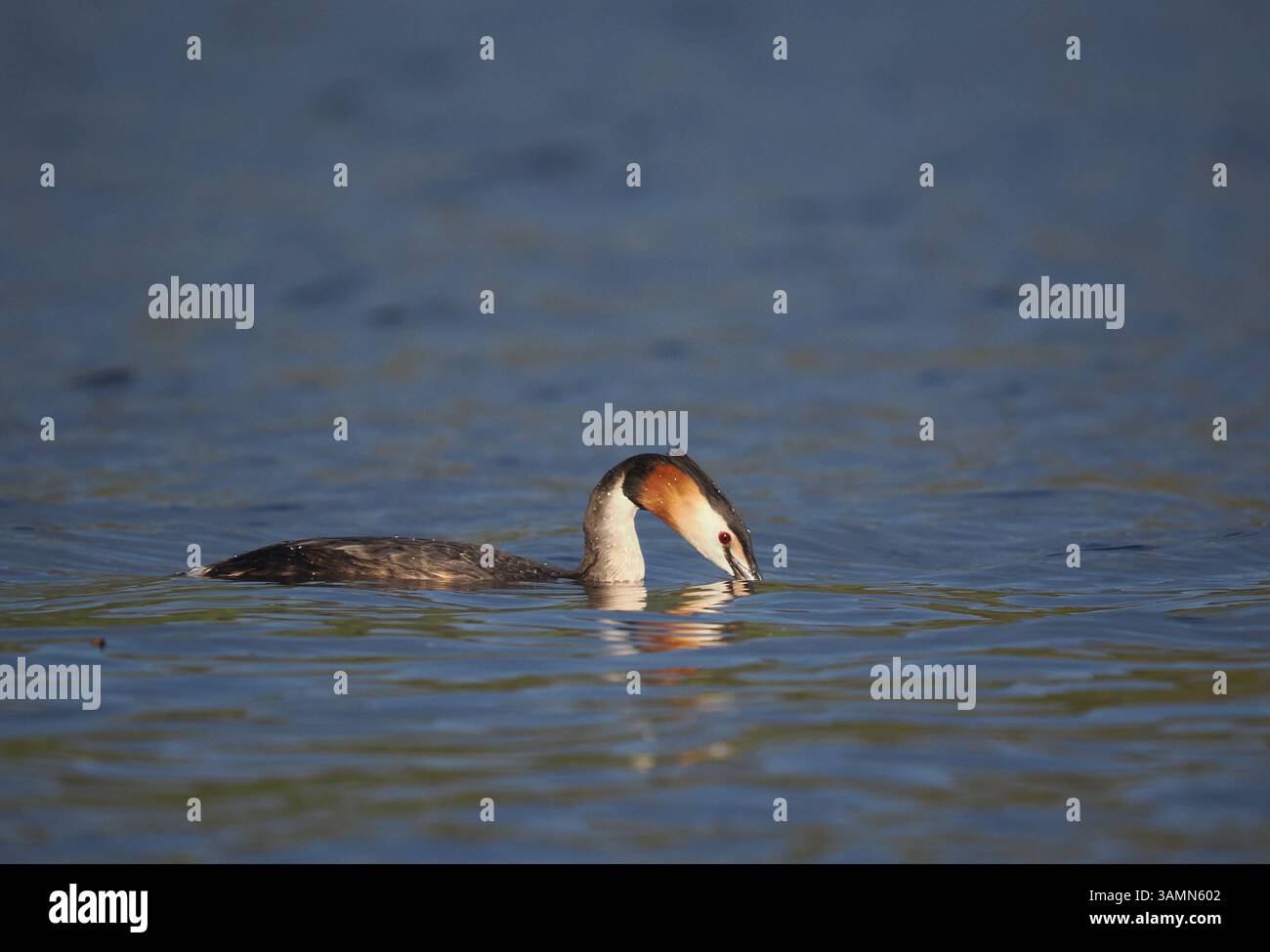 Greben ernähren sich von Fischen, aber gelegentlich ist ihr Fang zu groß, um ihn trotz großer Anstrengung zu schlucken! Stockfoto