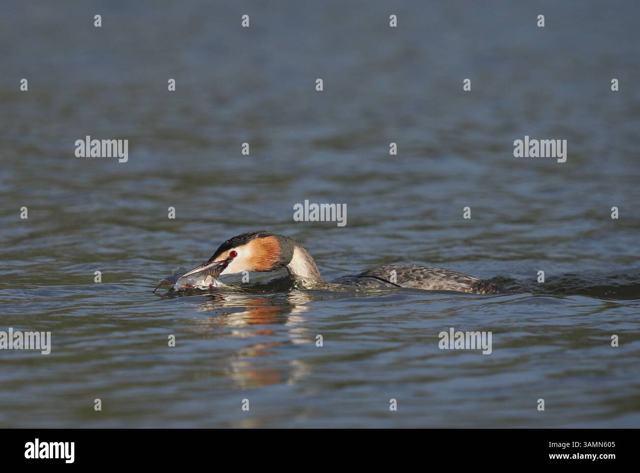 Greben ernähren sich von Fischen, aber gelegentlich ist ihr Fang zu groß, um ihn trotz großer Anstrengung zu schlucken! Stockfoto