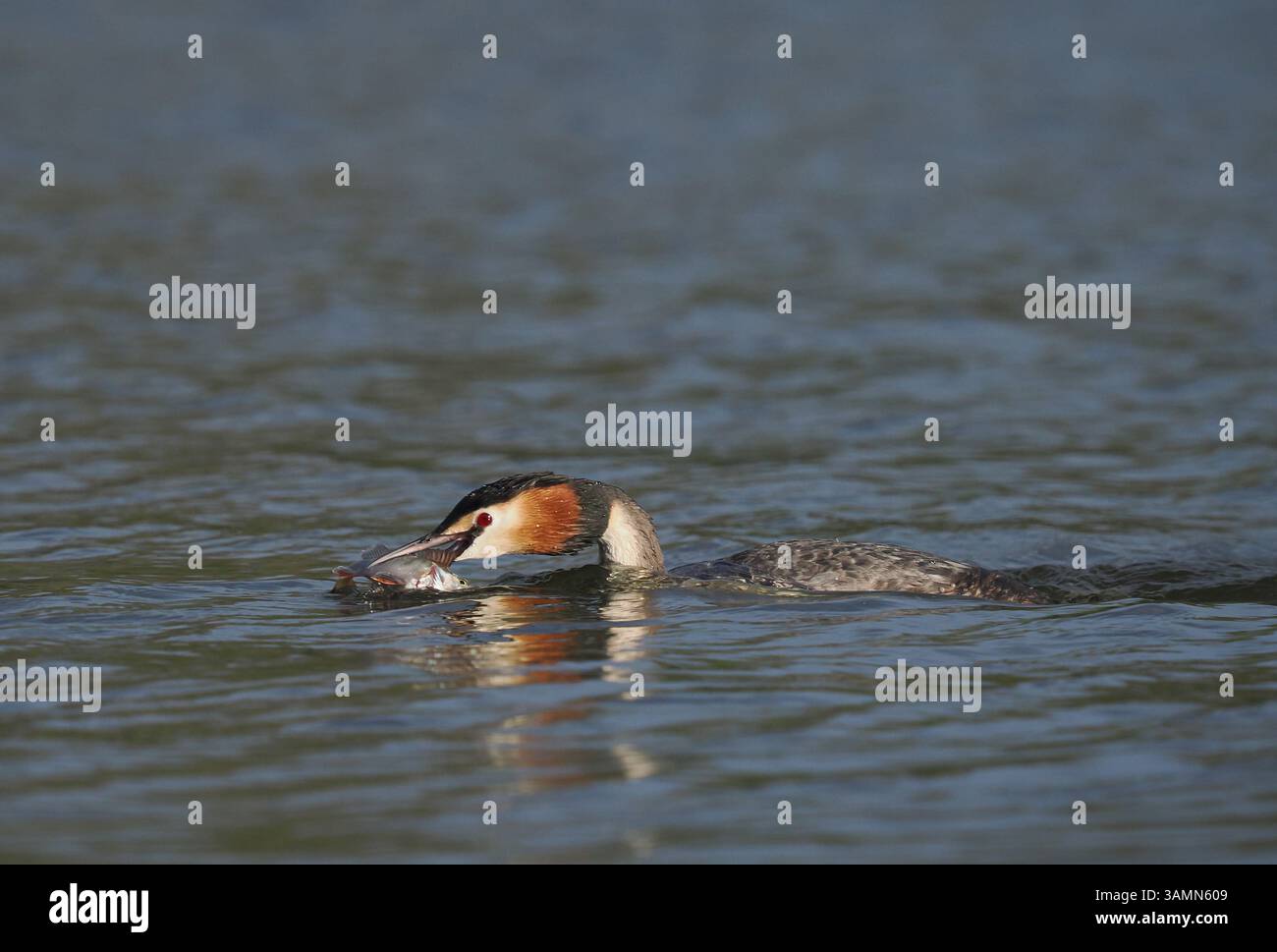 Greben ernähren sich von Fischen, aber gelegentlich ist ihr Fang zu groß, um ihn trotz großer Anstrengung zu schlucken! Stockfoto