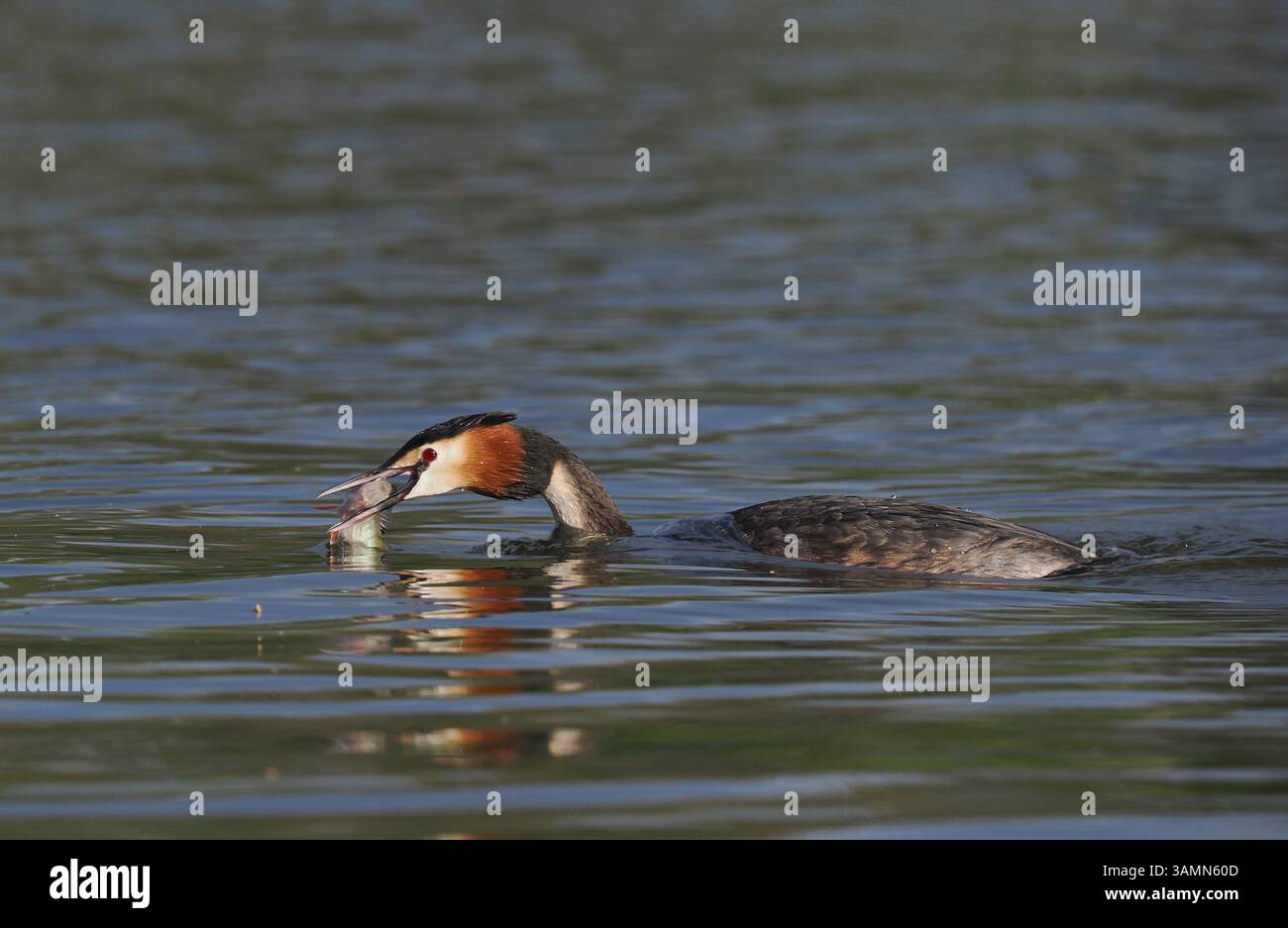 Greben ernähren sich von Fischen, aber gelegentlich ist ihr Fang zu groß, um ihn trotz großer Anstrengung zu schlucken! Stockfoto