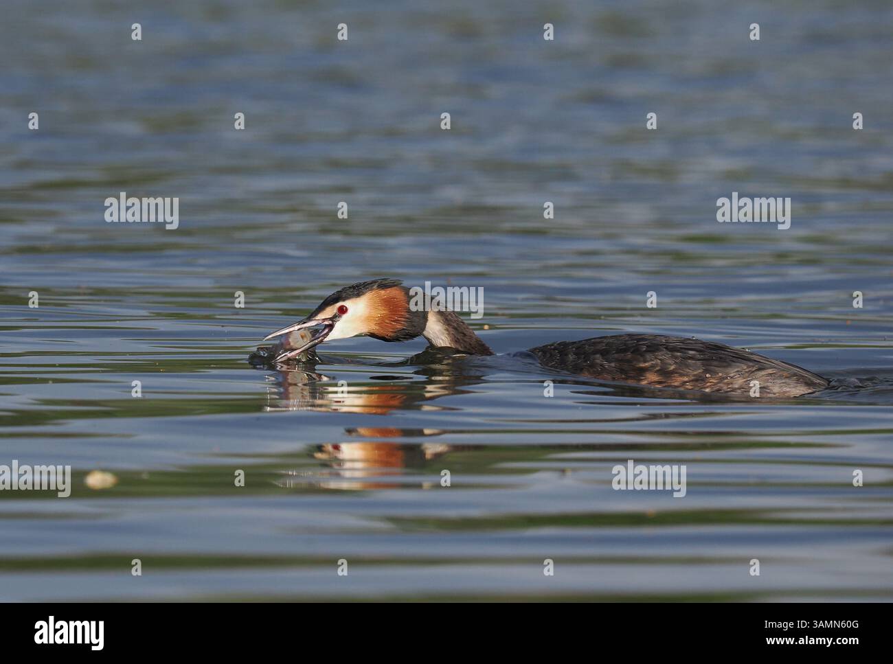 Greben ernähren sich von Fischen, aber gelegentlich ist ihr Fang zu groß, um ihn trotz großer Anstrengung zu schlucken! Stockfoto