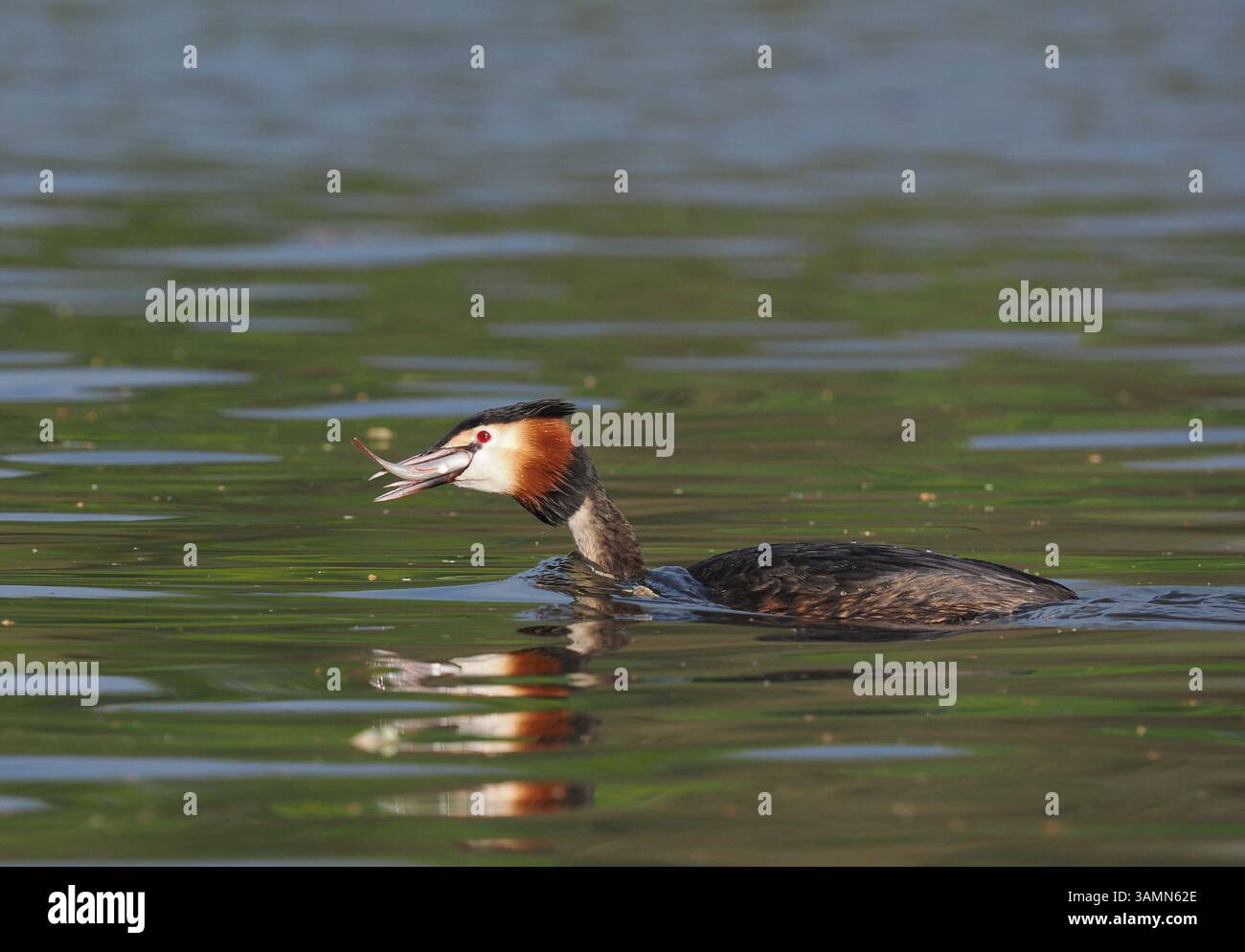 Greben ernähren sich von Fischen, aber gelegentlich ist ihr Fang zu groß, um ihn trotz großer Anstrengung zu schlucken! Stockfoto