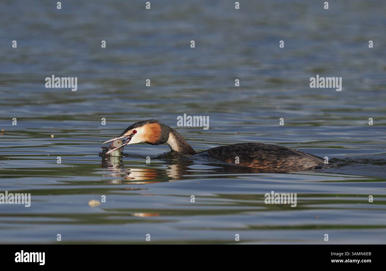 Greben ernähren sich von Fischen, aber gelegentlich ist ihr Fang zu groß, um ihn trotz großer Anstrengung zu schlucken! Stockfoto