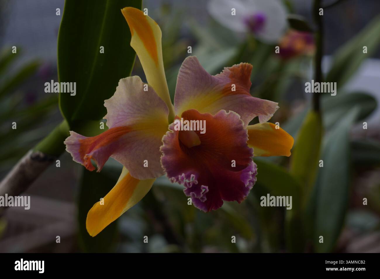 Cattleya Orchidee, bekannt für ihre gerafften Blüten und leuchtenden Farben Stockfoto