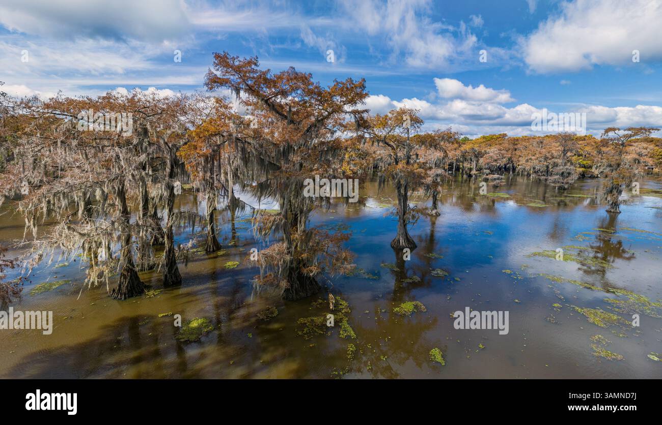Luftaufnahme der kahlköpfigen Zypressensümpfe in Louisiana-Texas, USA Stockfoto