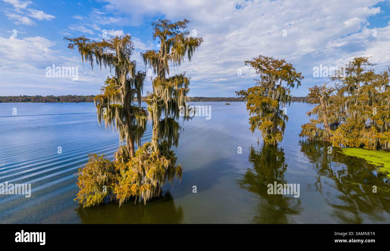 Luftaufnahme der kahlköpfigen Zypressensümpfe in Louisiana-Texas, USA Stockfoto