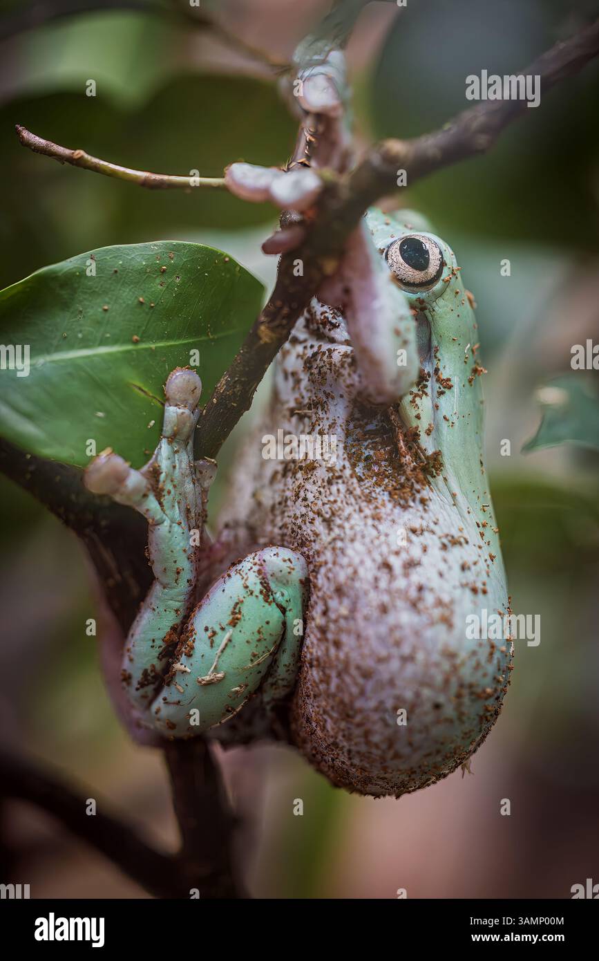 Australischer Blaubaumfrosch, Litoria (Litoria caerulea). Stockfoto