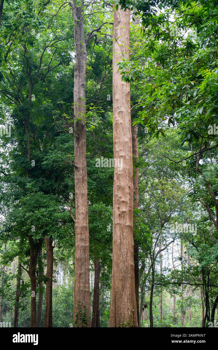 Die älteste Teakholzplantage der Welt wurde 1846 in der Nähe von Nilambur, Kerala, gegründet und zeigt Indiens forstwirtschaftliches Erbe mit seinem historischen Teakbaum Stockfoto