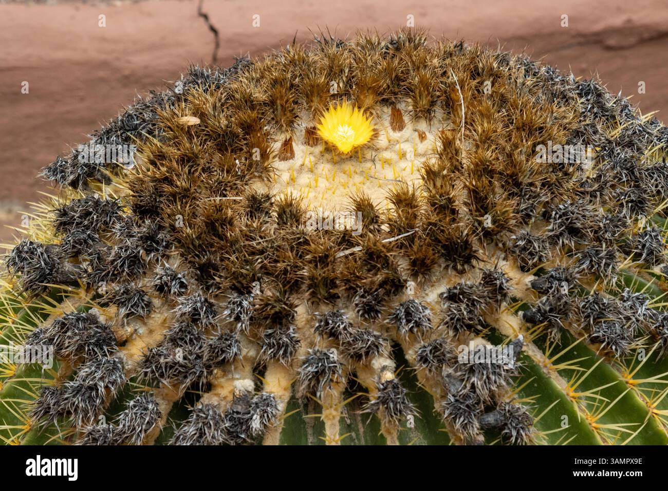 Detail eines großen Kaktus, der in einem Tierrettungszentrum im Krokodil (Cocodrilo) Park blüht und im Freien wächst. Aguimes, Las Palmas, Gran Canaria, Kanarische Inseln Stockfoto