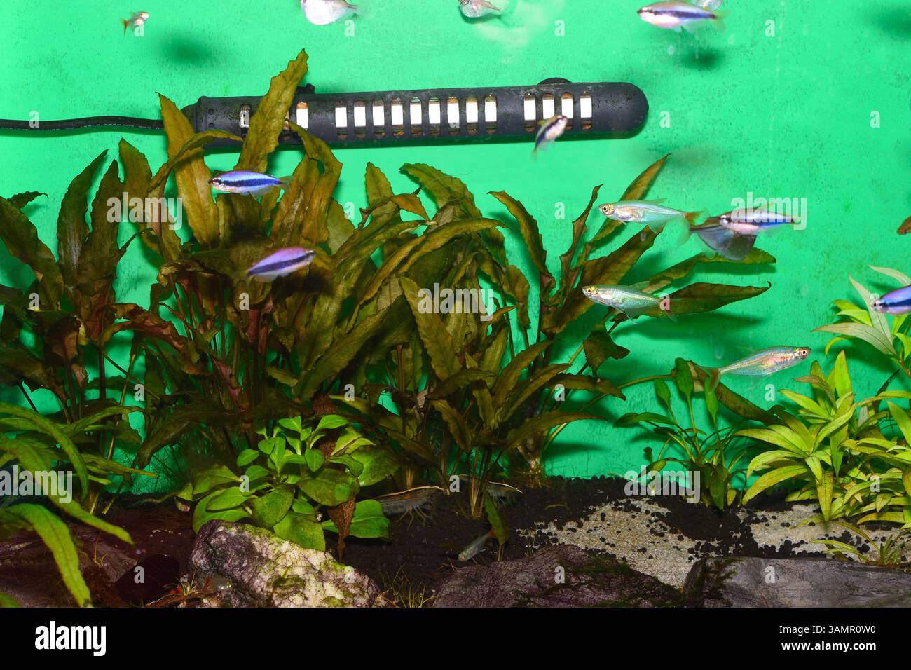 Ein lebhaftes Gemeinschaftsaquarium mit einer Vielzahl von bunten Fischen Stockfoto