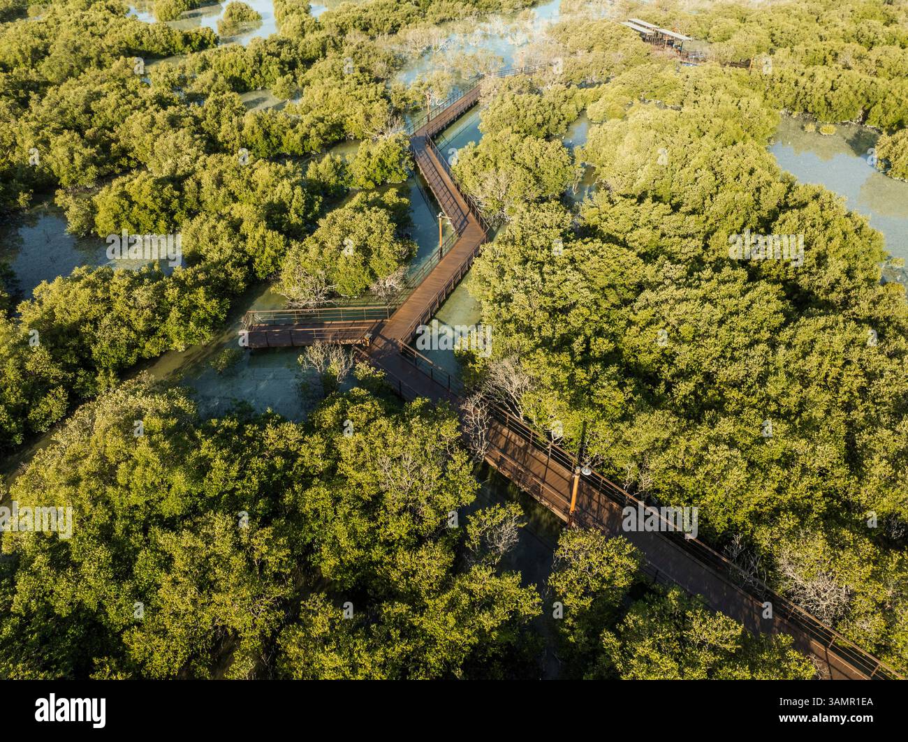 Blick aus der Vogelperspektive auf üppige Mangrovenwälder und Feuchtgebiete in Jubail Mangrove, Abu Dhabi, Vereinigte Arabische Emirate. Stockfoto