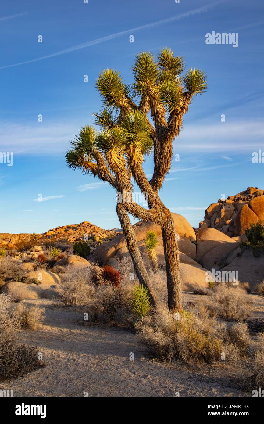 Ein einzelner Joshua Tree, der am frühen Morgen im Joshua Tree National Park gefangen wurde. Stockfoto