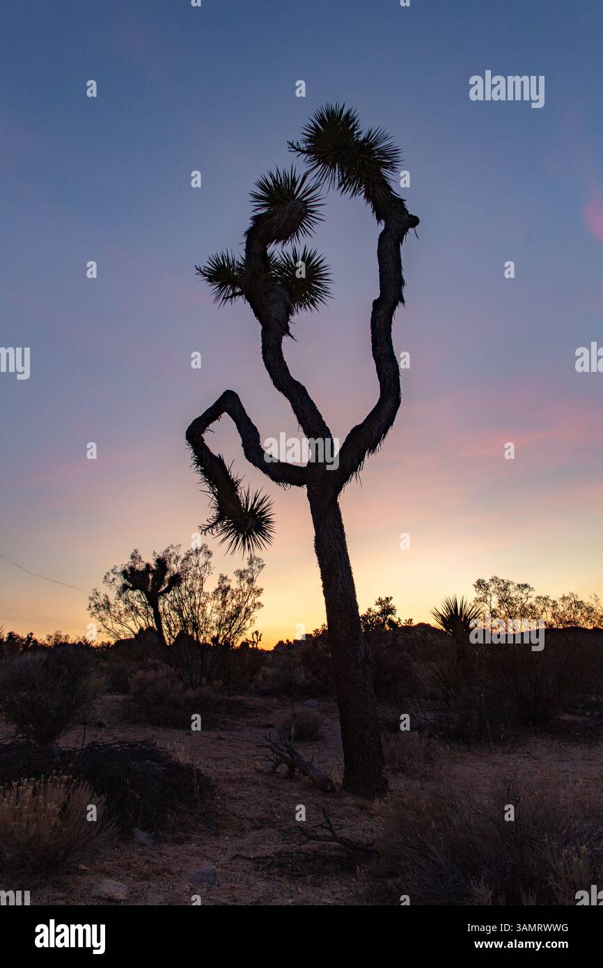 Ein einzelner Joshua Tree, der bei Sonnenuntergang im Joshua Tree National Park gefangen wurde. Stockfoto