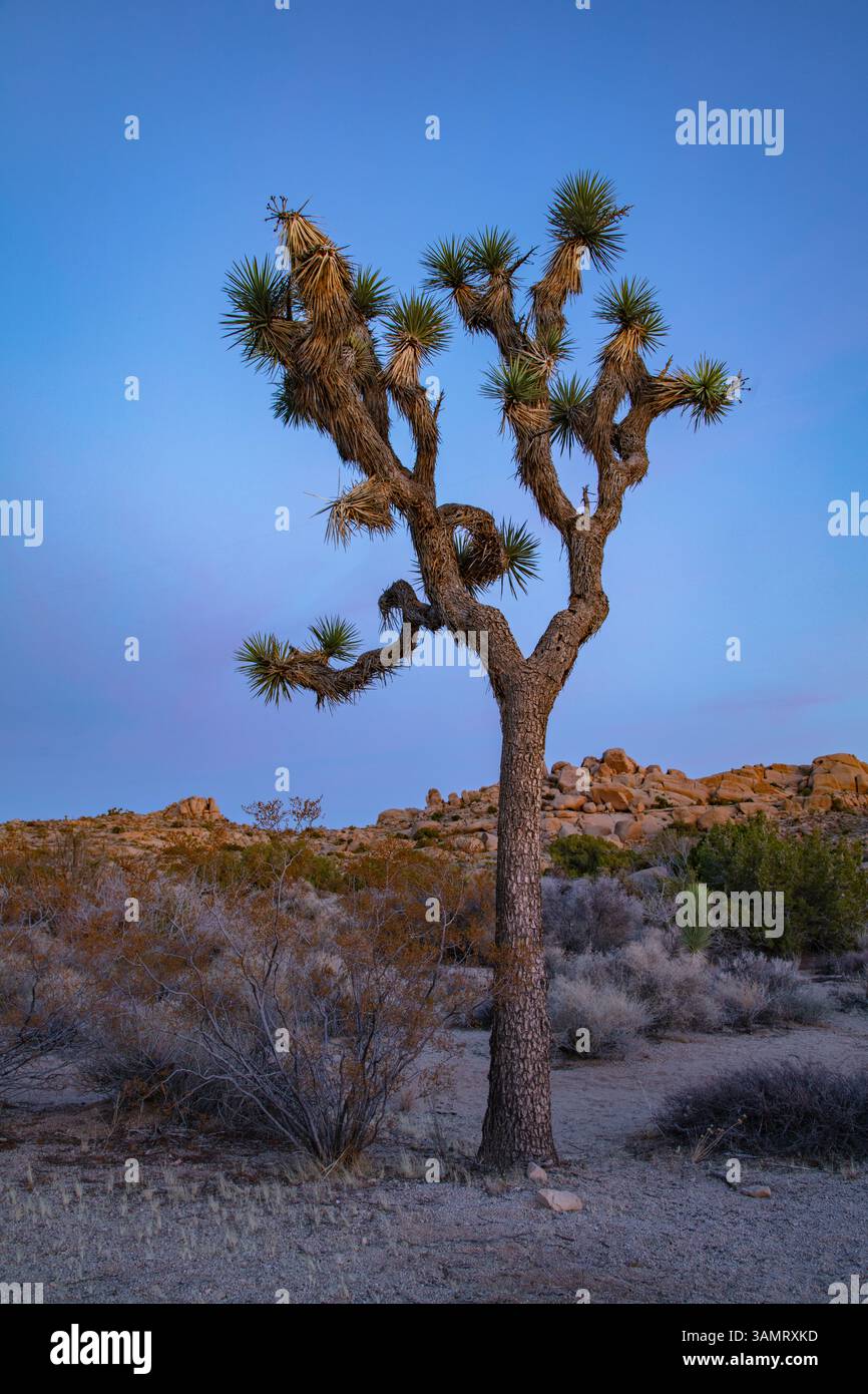 Ein einzelner Joshua Tree, der bei Sonnenuntergang im Joshua Tree National Park gefangen wurde. Stockfoto