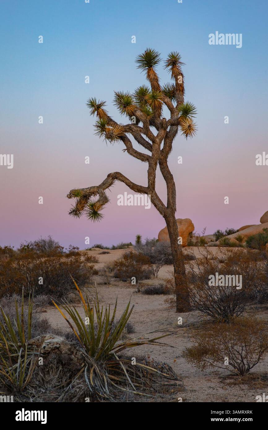 Ein einzelner Joshua Tree, der bei Sonnenaufgang im Joshua Tree National Park gefangen wurde. Stockfoto