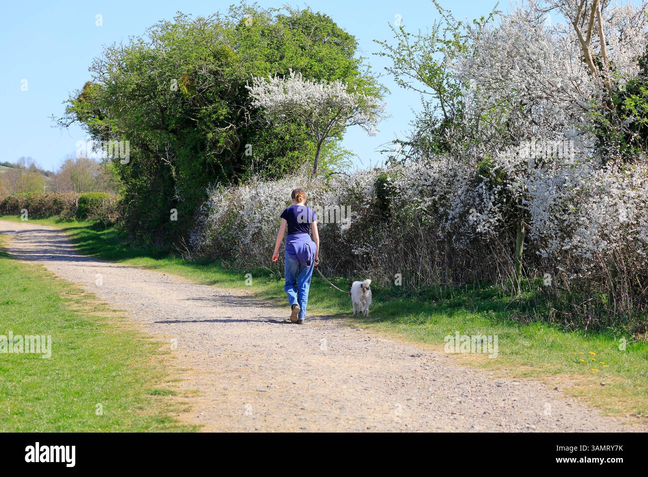 Lauferin und Hund auf dem Weg von Saltford nach Kelston bei Bristol, England, Südwestengland, Großbritannien. Aufgenommen Stockfoto