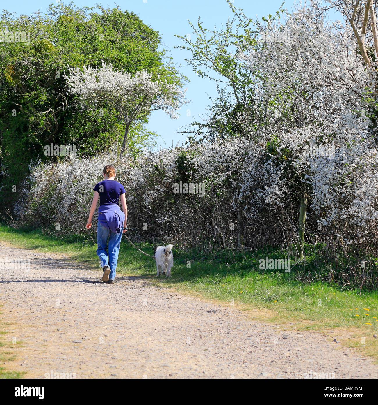 Lauferin und Hund auf dem Weg von Saltford nach Kelston bei Bristol, England, Südwestengland, Großbritannien. Aufgenommen Stockfoto