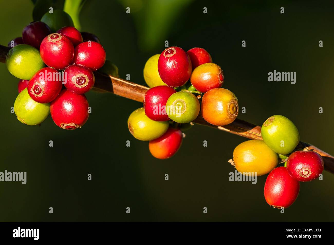 Nahaufnahme farbenfroher Kaffeekirschen in verschiedenen Reifestadien auf einem Zweig, hervorgehoben durch natürliches Sonnenlicht in einer Kaffeeplantage. Stockfoto