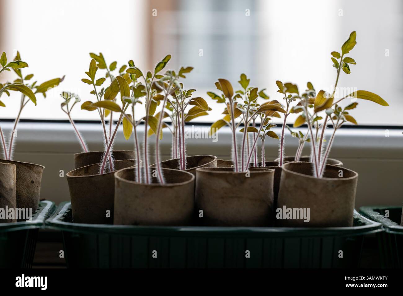Tomatensämlinge in Papiertöpfen auf Fensterbank Stockfoto