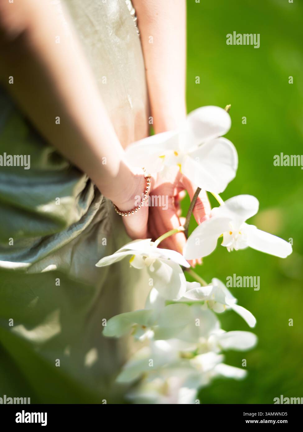 Elegantes weißes Orchideenporträt - nach hinten gerichtetes Modell mit flacher Tiefe Blumenfokus und leuchtendem grünem Hintergrund für redaktionelle Kunst Stockfoto