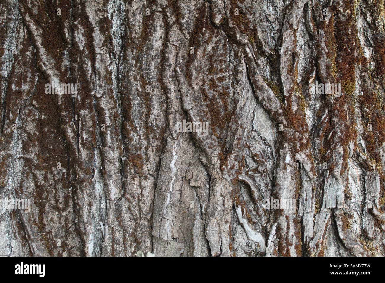 Holzhintergrund, Nahaufnahme eines Baumstamms Stockfoto