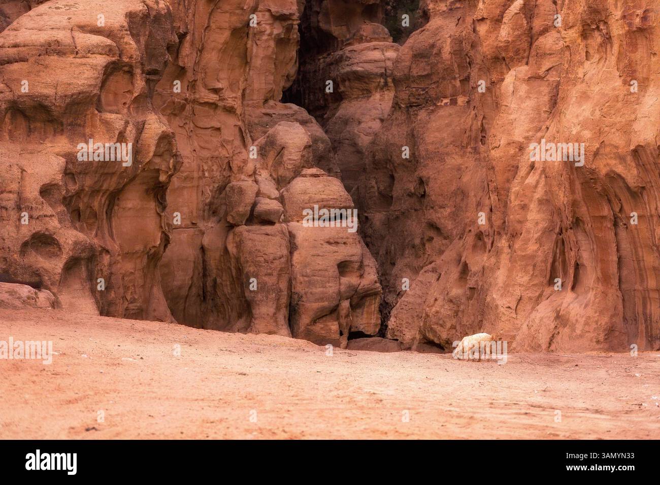 Landschaft mit Sandsteinfelsen und Ziege in Little petra archäologische Stätte, Jordanien Stockfoto