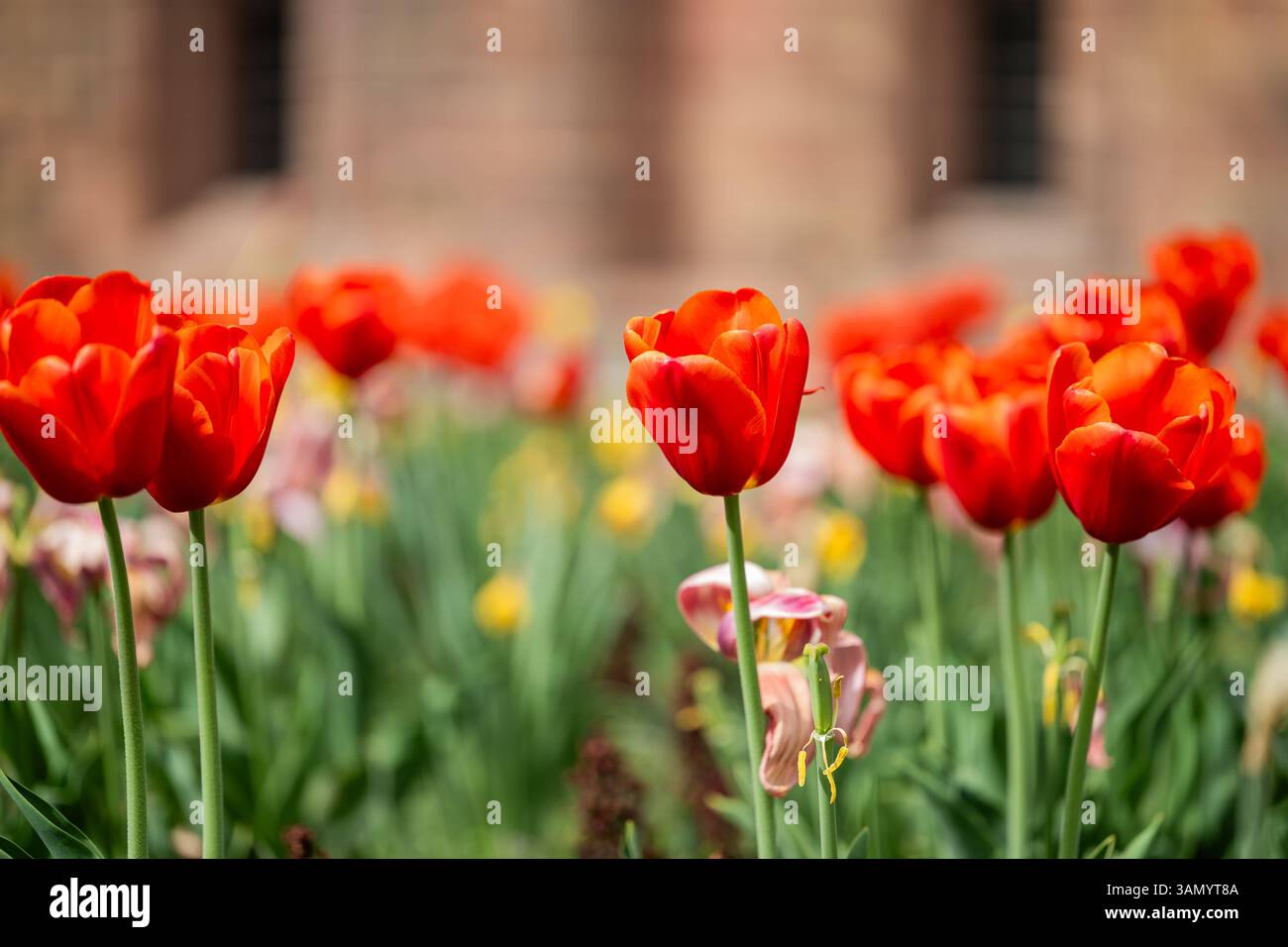 Rote Tulpen in Frühlingsbeet , Deutschland, Rheinland-Pfalz, Speyer, 14.04.2025, Leuchtend rote Tulpen in voller Blüte, fotografiert in einem gepflegten Blumenbeet im Freien. Im Hintergrund sind gelbe Narzissen und weitere Frühlingsblumen zu erkennen. Die Aufnahmen entstanden bei natürlichem Sonnenlicht im Frühling. *** Rote Tulpen im Frühlingsblumenbeet , Deutschland, Rheinland-Pfalz, Speyer, 14 04 2025, leuchtend rote Tulpen in voller Blüte, fotografiert in einem gepflegten Blumenbeet im Freien gelbe Narzissen und andere Frühlingsblumen sind im Hintergrund zu sehen die Fotos wurden im natürlichen Frühling aufgenommen Stockfoto