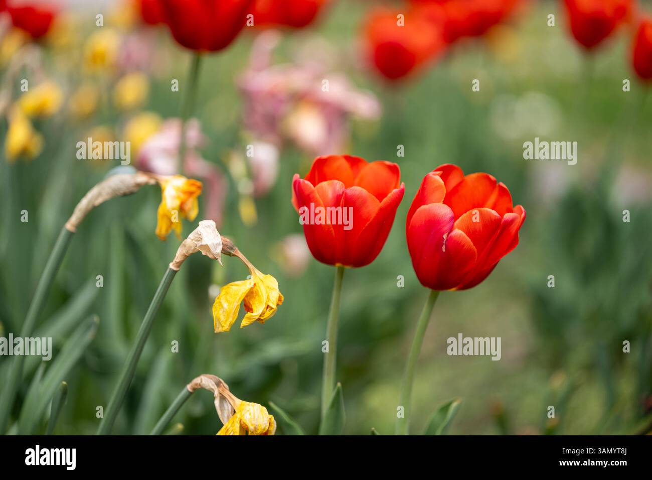 Rote Tulpen in Frühlingsbeet , Deutschland, Rheinland-Pfalz, Speyer, 14.04.2025, Leuchtend rote Tulpen in voller Blüte, fotografiert in einem gepflegten Blumenbeet im Freien. Im Hintergrund sind gelbe Narzissen und weitere Frühlingsblumen zu erkennen. Die Aufnahmen entstanden bei natürlichem Sonnenlicht im Frühling. *** Rote Tulpen im Frühlingsblumenbeet , Deutschland, Rheinland-Pfalz, Speyer, 14 04 2025, leuchtend rote Tulpen in voller Blüte, fotografiert in einem gepflegten Blumenbeet im Freien gelbe Narzissen und andere Frühlingsblumen sind im Hintergrund zu sehen die Fotos wurden im natürlichen Frühling aufgenommen Stockfoto