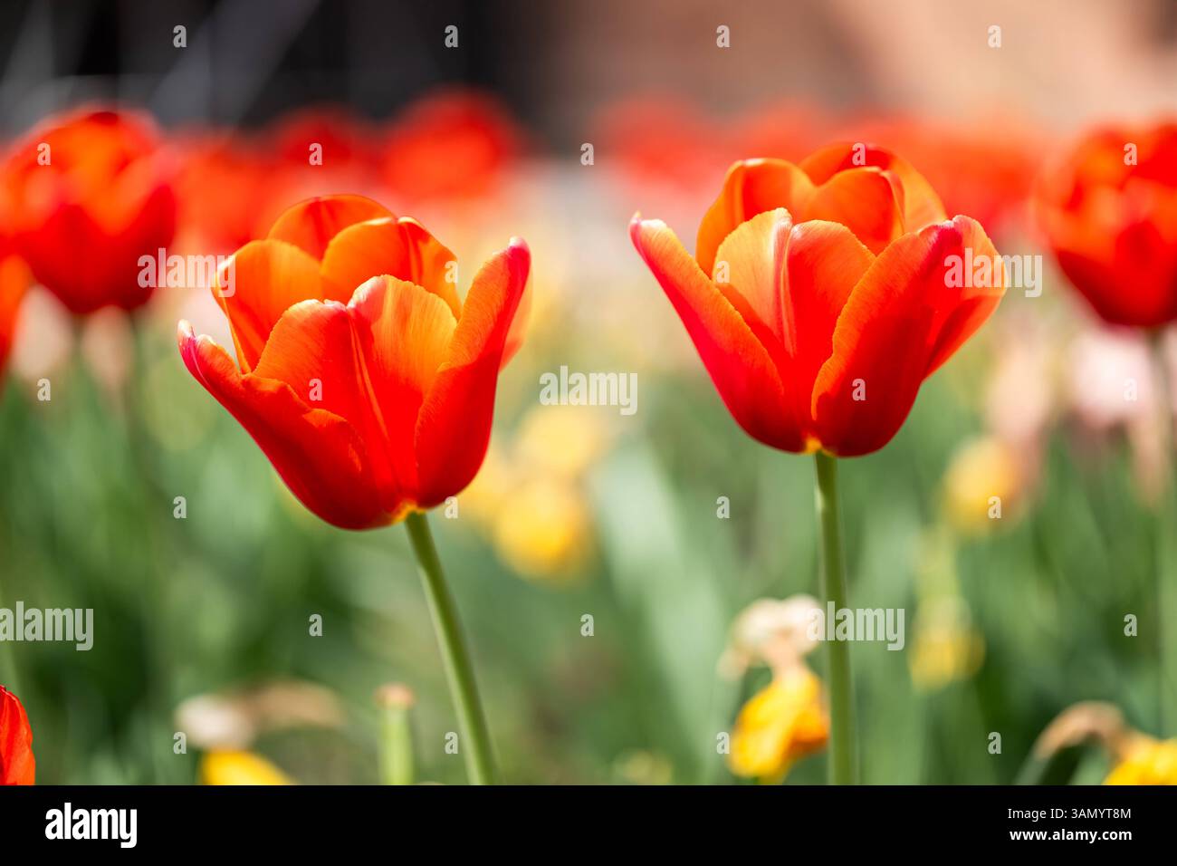 Rote Tulpen in Frühlingsbeet , Deutschland, Rheinland-Pfalz, Speyer, 14.04.2025, Leuchtend rote Tulpen in voller Blüte, fotografiert in einem gepflegten Blumenbeet im Freien. Im Hintergrund sind gelbe Narzissen und weitere Frühlingsblumen zu erkennen. Die Aufnahmen entstanden bei natürlichem Sonnenlicht im Frühling. *** Rote Tulpen im Frühlingsblumenbeet , Deutschland, Rheinland-Pfalz, Speyer, 14 04 2025, leuchtend rote Tulpen in voller Blüte, fotografiert in einem gepflegten Blumenbeet im Freien gelbe Narzissen und andere Frühlingsblumen sind im Hintergrund zu sehen die Fotos wurden im natürlichen Frühling aufgenommen Stockfoto