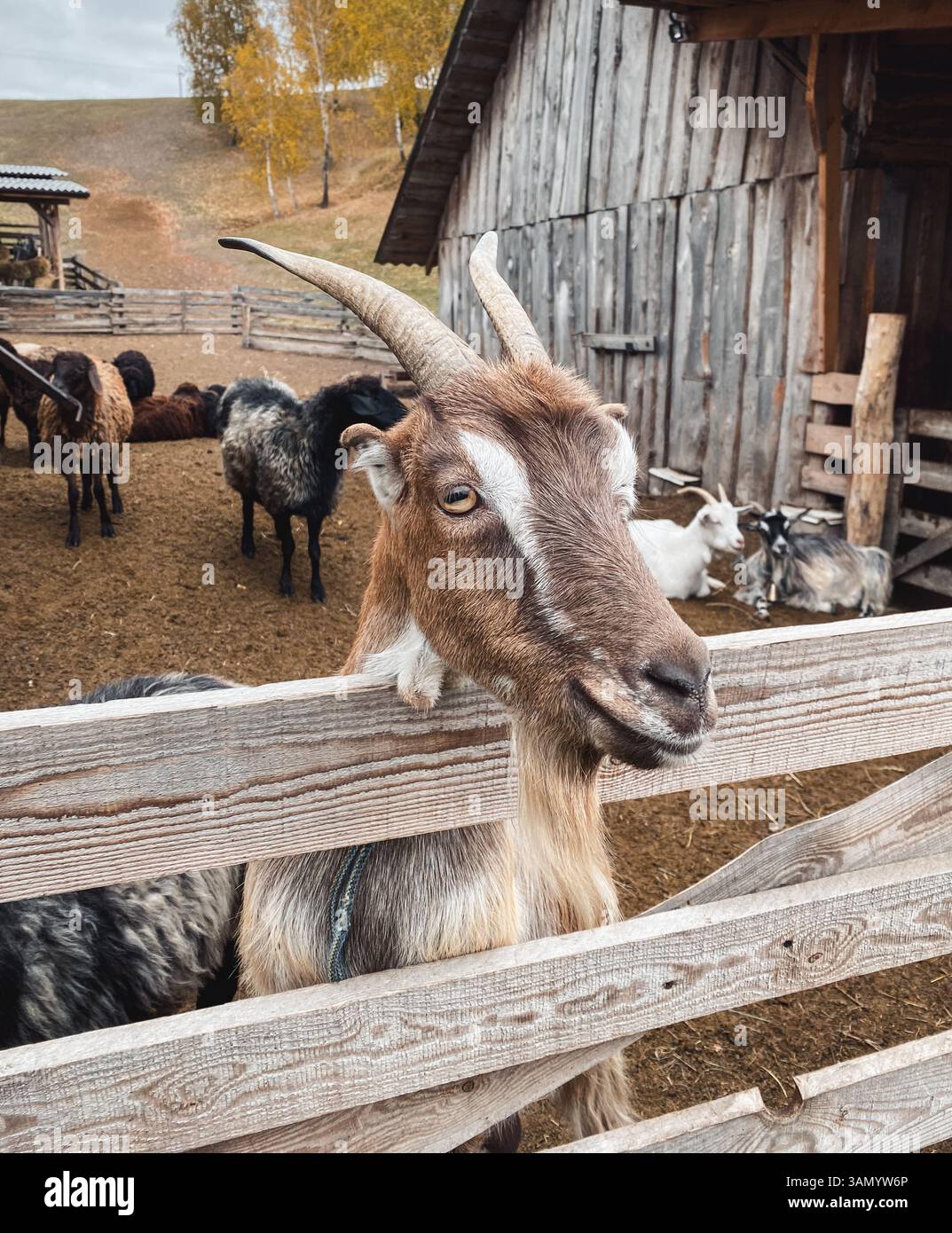 Braune Ziege mit Hörnern, die ihren Kopf über Holzzaun stecken, mehr Ziegen im Hintergrund. Holzscheune auf Ziegenfarm in hügeliger Landschaft. Stockfoto