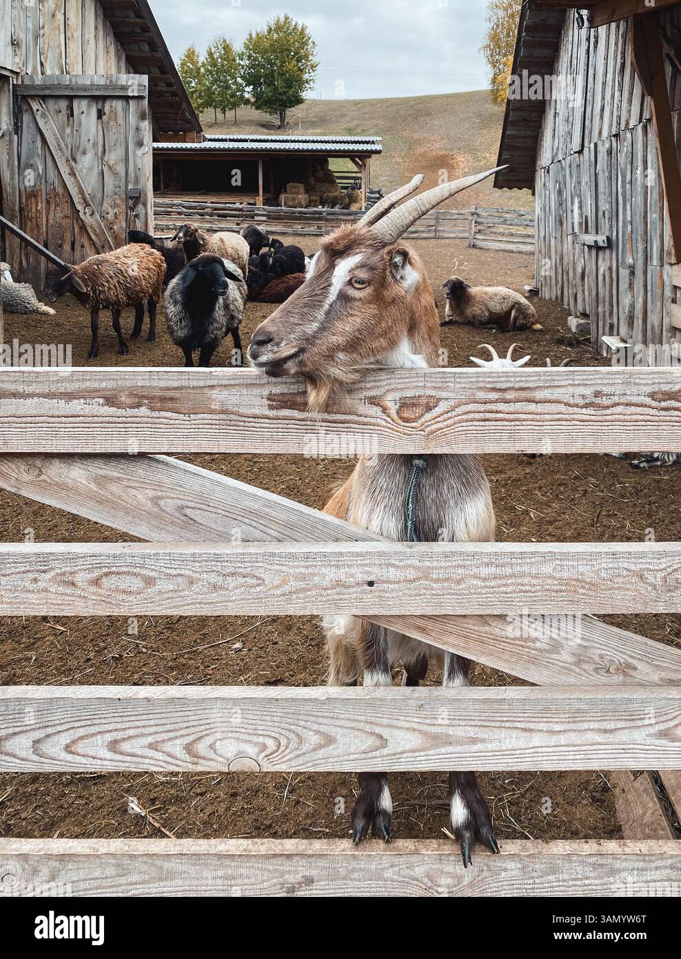 Ziegen auf dem Bauernhof, eine braune Ziege mit Hörnern, die ihren Kopf über Holzzaun stecken. Zwei hölzerne Scheunen im Hintergrund. Ziegenfarm in hügeliger Landschaft. Stockfoto