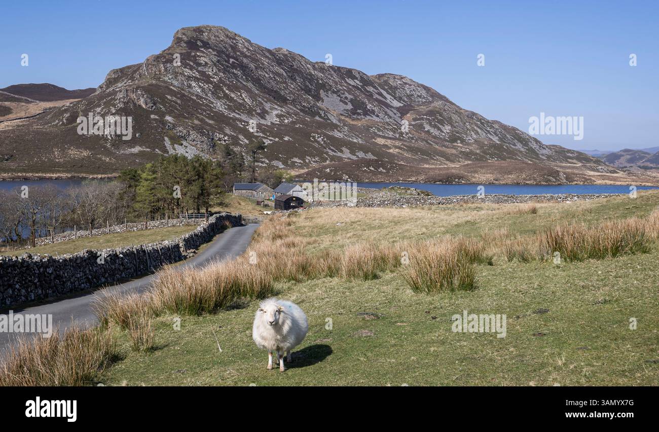 Walisische Schafe weiden am 9. April 2025 vor dem Lake Cregennan in den walisischen Hügeln bei Dolgellau, Gwnydd, Wales, Vereinigtes Königreich Stockfoto