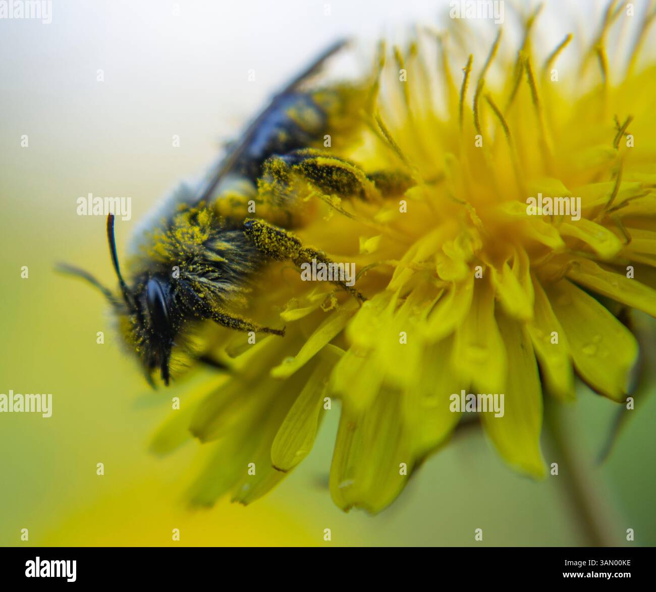 Die Biene, die auf dem Löwenzahn landete, war mit Pollen bedeckt, als sie ihn bestäubte. Stockfoto