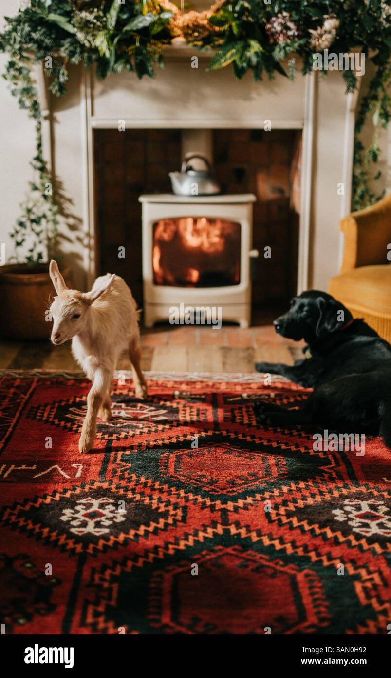 Eine Ziege läuft auf einem roten Teppich vor einem Kamin. Ein schwarzer Hund liegt auf dem Teppich neben der Ziege Stockfoto