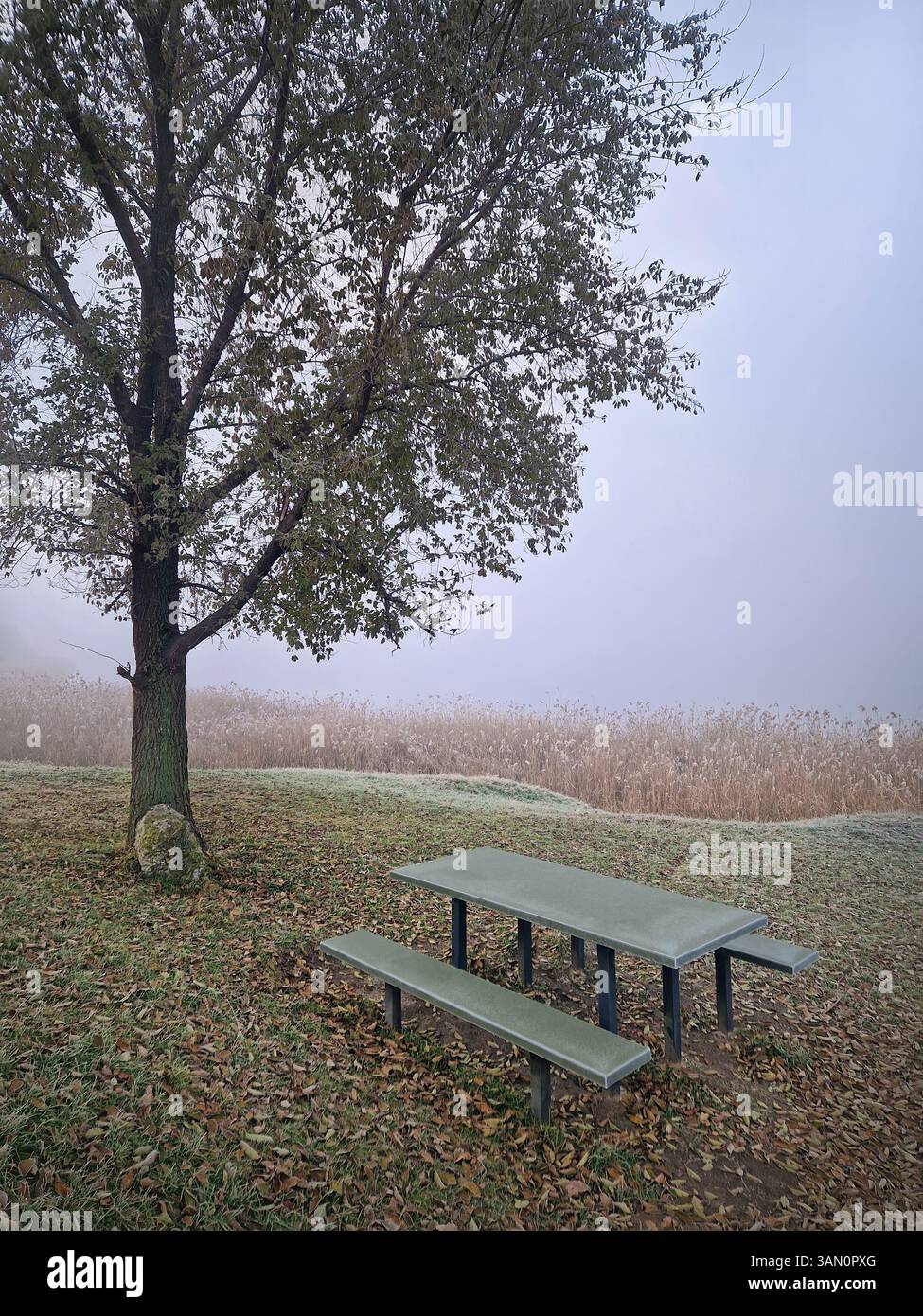 Nebliger Herbstmorgen und ein Picknicktisch mit Bänken unter einer Ulme in der Nähe des Sees mit goldenem Schilf im Hintergrund. Der Boden ist mit fal abgedeckt - Smartphone-aufgenommenes Stockfoto
