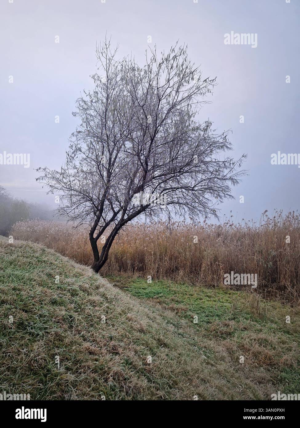 Einsamer Oleaster-Baum auf einem grasbewachsenen Feld mit trockenem Schilf im Hintergrund an einem nebeligen Wintertag. Ruhige Naturszene mit dickem Nebel in der Nähe des Sees - Smartphone-aufgenommenes Stockfoto