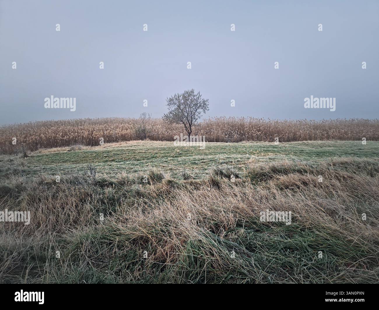 Einzelner Baum im dichten Nebel, der auf einem Feld aus trockenem Gras am See mit hohem goldenem Schilf im Hintergrund steht. Bewölkter, nebeliger Wintermorgen mit - Smartphone-aufgenommenes Stockfoto
