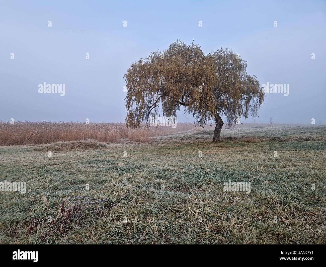 Einsamer Weidenbaum mit herabhängenden Ästen auf einem nebeligen Feld. Der Boden ist mit Raureif bedeckt, mit dichtem, trockenem Schilf im Hintergrund - Smartphone-aufgenommenes Stockfoto