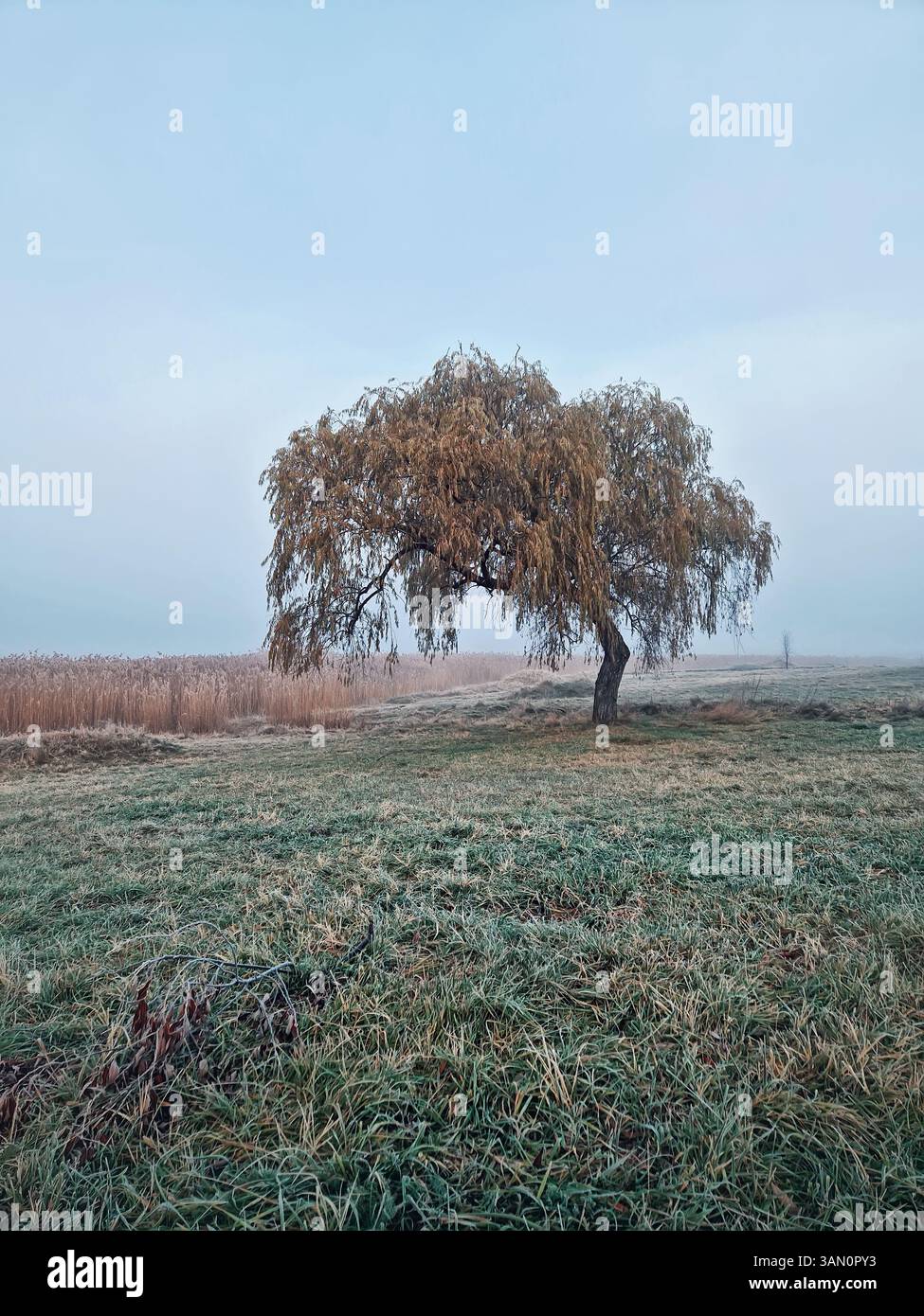Einsamer Weidenbaum mit herabhängenden Ästen auf einem nebeligen Feld. Der Boden ist mit Raureif bedeckt, mit dichtem, trockenem Schilf im Hintergrund - Smartphone-aufgenommenes Stockfoto